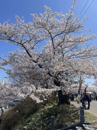 花見日和